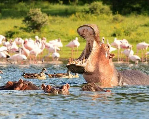 Hippos and flamingos at Lake Naivasha